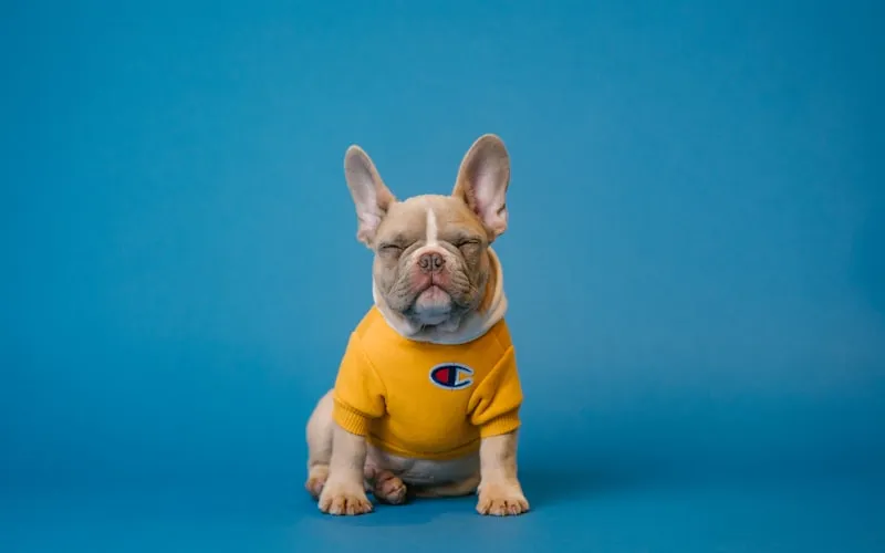 Sante preventive du chien : le calendrier complet