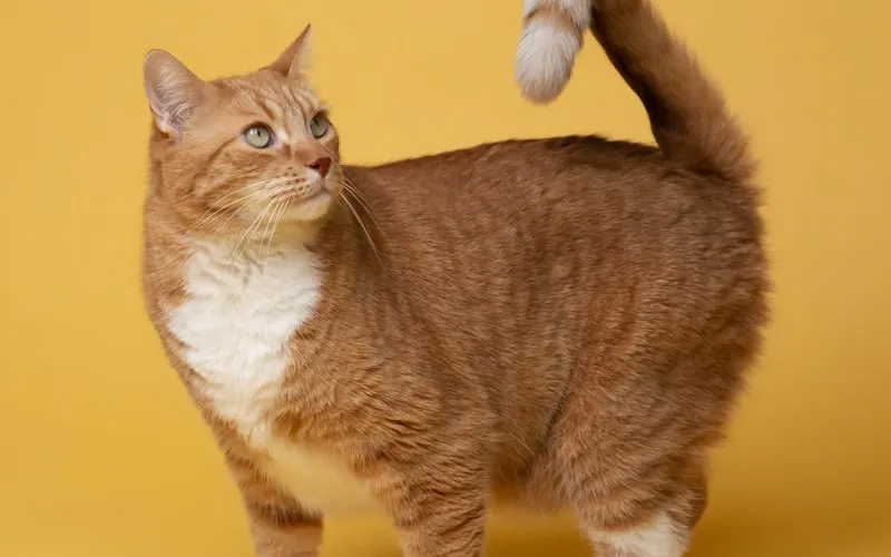 Voyager avec son animal : le guide ultime