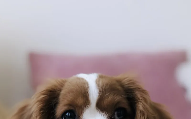 Education positive du chien : methodes et principes