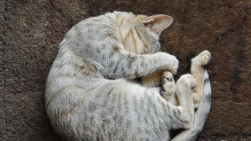 Le chat chez vous : sept moments ou il vaut mieux ne rien faire