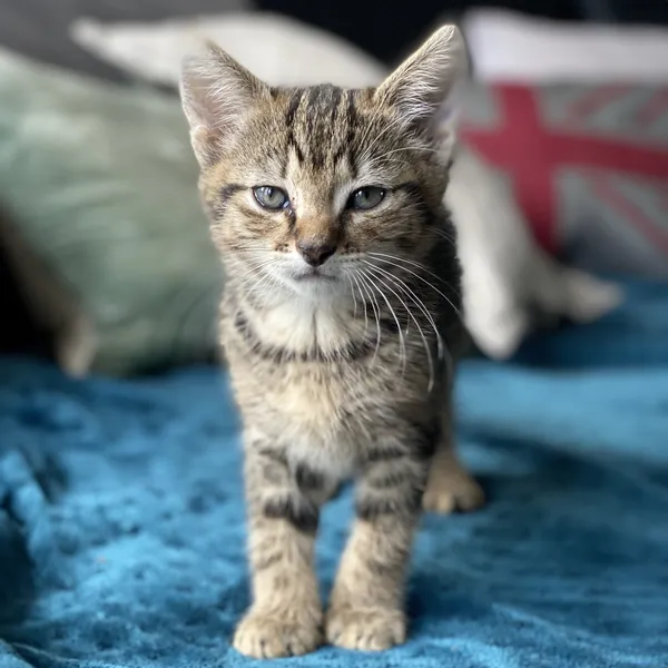 Le jouet que votre animal ignore : six raisons possibles