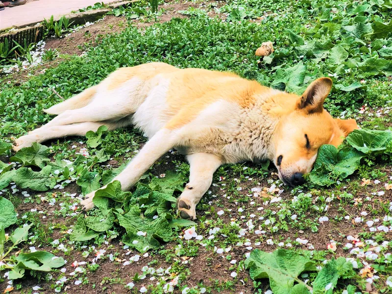 Reconnaître la douleur chez un chien : sept signes discrets