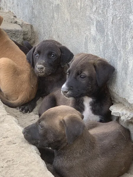 L'animal craintif : sept choses qu'il ne faut pas precipiter